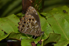 Pseudomaniola gerlinda