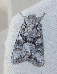 Dryobotodes monochroma