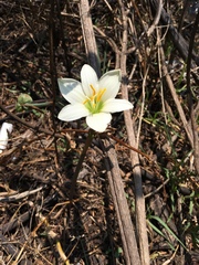 Zephyranthes concolor
