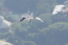 Pteropus seychellensis seychellensis