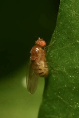 Drosophila immigrans