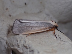 Ilemodes heterogyna