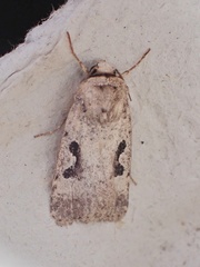 Ariathisa abyssinia