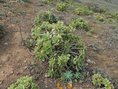 Aeonium lancerottense image