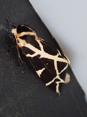 Seydelia