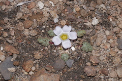 Nototriche rugosa