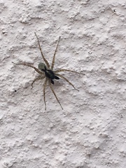 Lycosidae