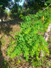 Diphysa carthagenensis