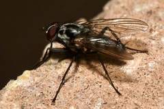 Eustalomyia festiva