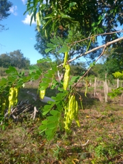 Diphysa carthagenensis