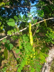 Diphysa carthagenensis