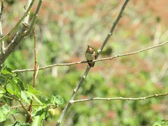 Selasphorus scintilla