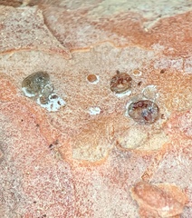 Matsucoccus
