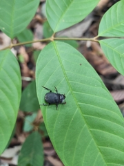 Dichotomius fortepunctatus