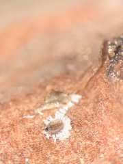 Matsucoccus