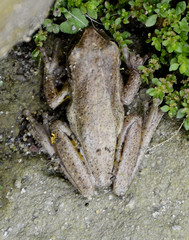 Dendropsophus padreluna