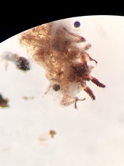 Matsucoccus