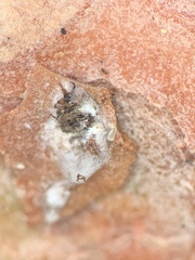 Matsucoccus