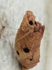 Heraclides anchisiades