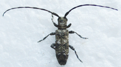 Eunidia aspersa