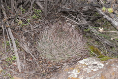 Neowerdermannia chilensis