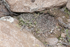 Neowerdermannia chilensis