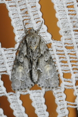 Acronicta strigosa