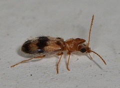 Notoxus calcaratus