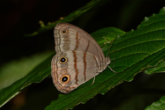 Megeuptychia antonoe