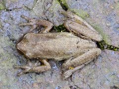 Dendropsophus padreluna