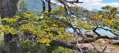 Nothofagus betuloides