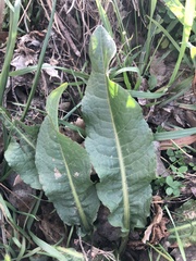 Rumex obtusifolius