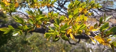 Nothofagus betuloides