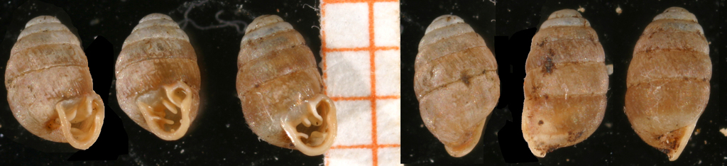 Chrysalis Snails
