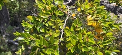 Nothofagus betuloides