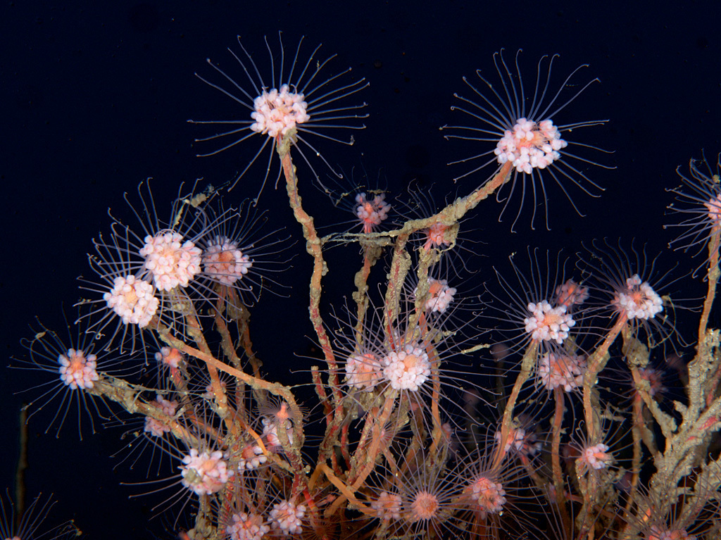 Oaten Pipes Hydroid