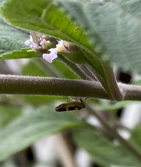 Macugonalia leucomelas