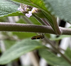 Macugonalia leucomelas