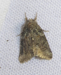 Bryophila vandalusiae