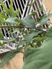 Macugonalia leucomelas