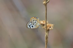 Lepidochrysops kocak