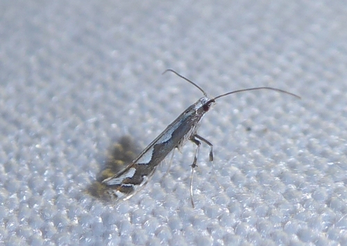 Dialectica scalariella
