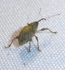 Curculio elephas
