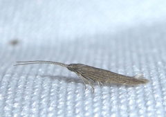 Coleophora texanella