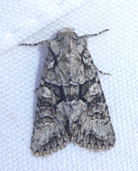 Dryobotodes monochroma