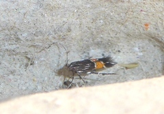 Cosmopterix pulchrimella