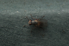 Lispocephala brachialis