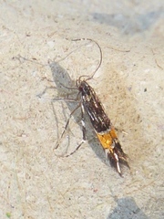 Cosmopterix pulchrimella