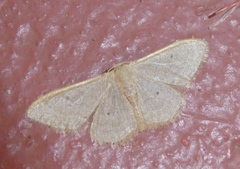 Idaea distinctaria