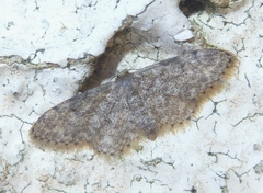 Idaea blaesii